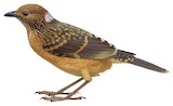 Western Bowerbird Illustration