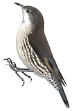 White-throated Treecreeper Illustration