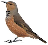 Rufous Treecreeper Illustration