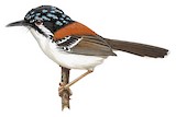 Wallace's Fairywren Illustration