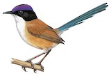 Purple-crowned Fairywren Illustration