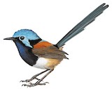 Red-winged Fairywren Illustration