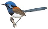 Blue-breasted Fairywren Illustration