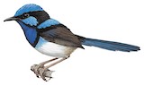 Superb Fairywren Illustration