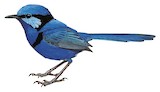 Splendid Fairywren Illustration