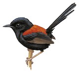 Red-backed Fairywren Illustration