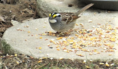 White-throated Sparrow - ML153449381
