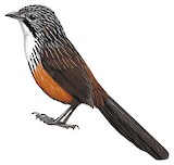 White-throated Grasswren Illustration