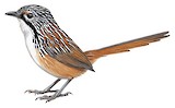 Carpentarian Grasswren Illustration