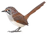 Rufous Grasswren Illustration