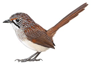 Sandhill Grasswren