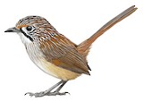 Opalton Grasswren Illustration