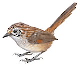 Short-tailed Grasswren Illustration