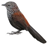 Black Grasswren Illustration