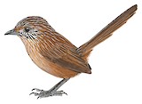 Dusky Grasswren Illustration