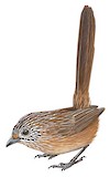 Western Grasswren Illustration