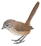 Thick-billed Grasswren Illustration