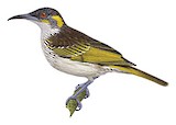 White-streaked Honeyeater Illustration