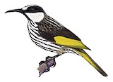 White-cheeked Honeyeater Illustration