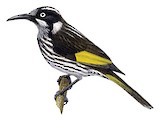 New Holland Honeyeater Illustration