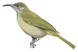 Olive Honeyeater Illustration