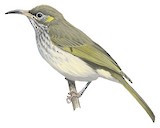 Seram Honeyeater Illustration