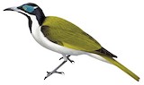 Blue-faced Honeyeater Illustration