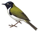 Black-headed Honeyeater Illustration