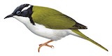 White-throated Honeyeater Illustration