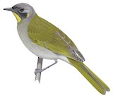 Yellow-throated Honeyeater Illustration