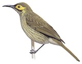 Kadavu Honeyeater Illustration