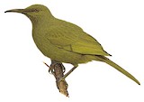 Giant Honeyeater Illustration