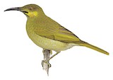 Polynesian Wattled Honeyeater Illustration