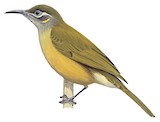 Tawny-breasted Honeyeater Illustration