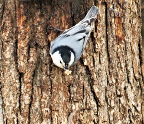 White-breasted Nuthatch - ML153450571