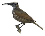 White-streaked Friarbird Illustration