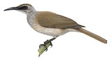 Brass's Friarbird Illustration