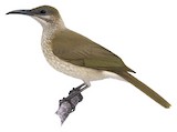 Timor Friarbird Illustration