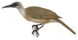 Buru Friarbird Illustration