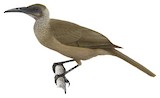 Tanimbar Friarbird Illustration