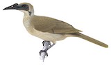 Helmeted Friarbird Illustration