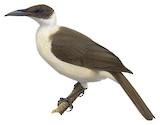 Manus Friarbird Illustration