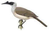 Silver-crowned Friarbird Illustration