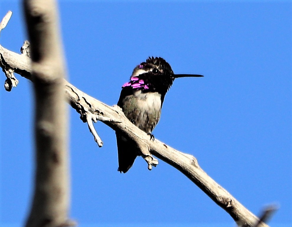 Costa's Hummingbird - ML153450961