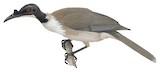 Noisy Friarbird Illustration