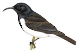 Black Honeyeater Illustration