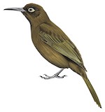 Gilliard's Honeyeater Illustration