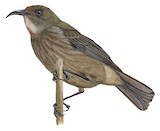 White-chinned Myzomela Illustration