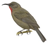 Ruby-throated Myzomela Illustration