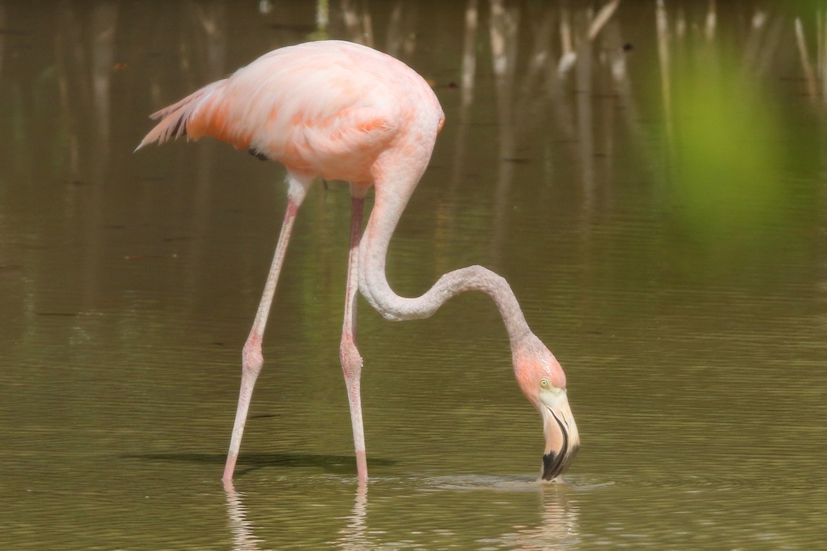 American Flamingo - ML153451721